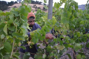 Napa Valley harvest 2014. Man picking grapes