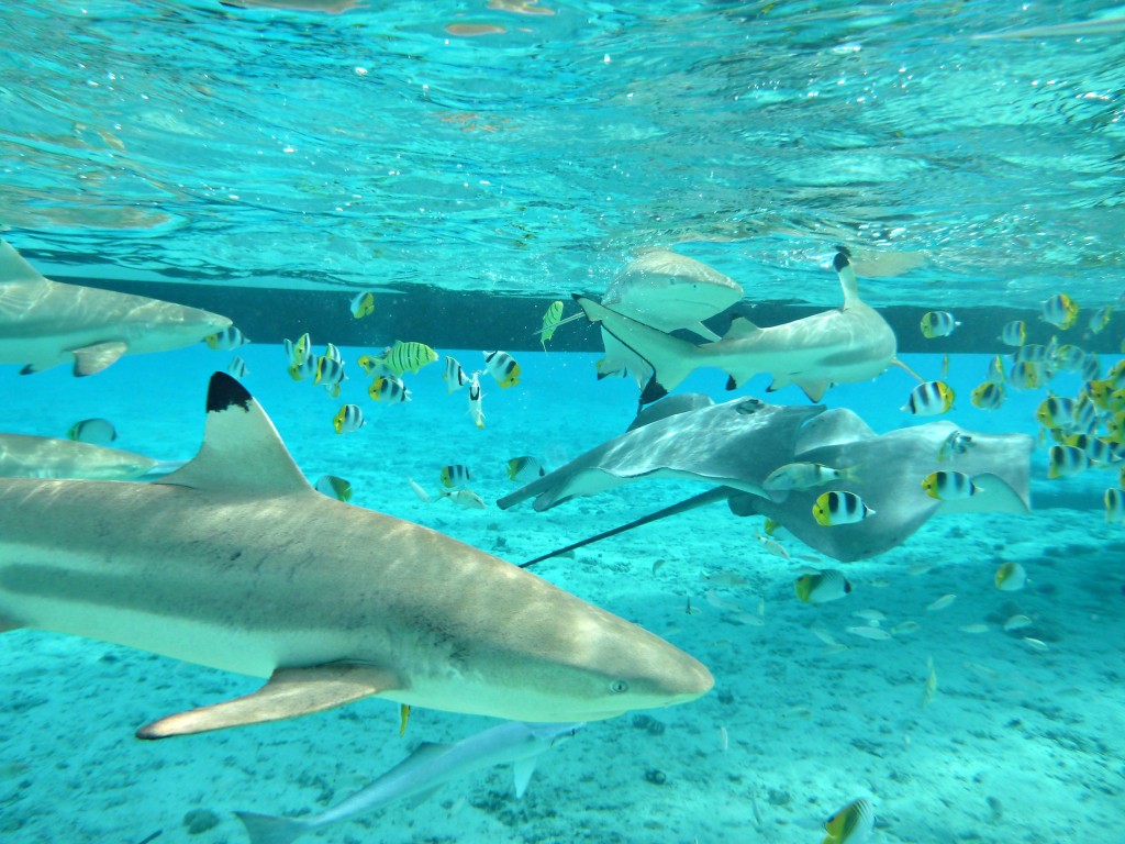 Bora Bora Blacktip Reef Sharks French Polynesia