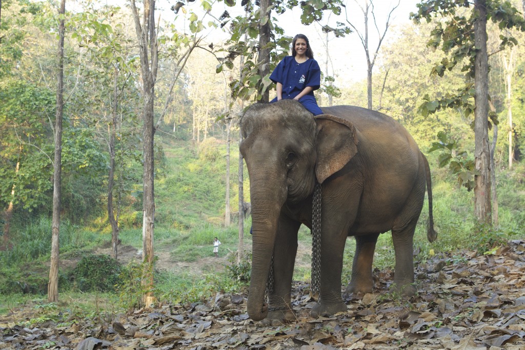 Thailand Elephant Ashley Colburn