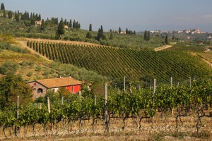 Tuscany vineyards Italy