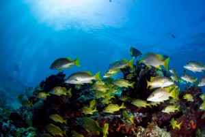  National Marine Park Cancun Underwater Museum Yucatan Peninsula