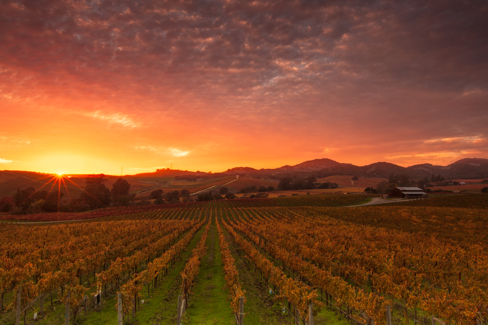Napa Valley Vineyard Sunset