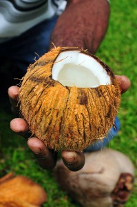 coconut-st.lucia