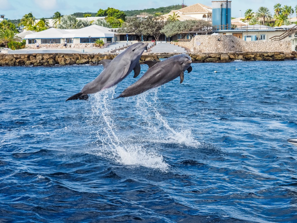 Playful dolphins show off at the Curacao Sea Aquarium.
