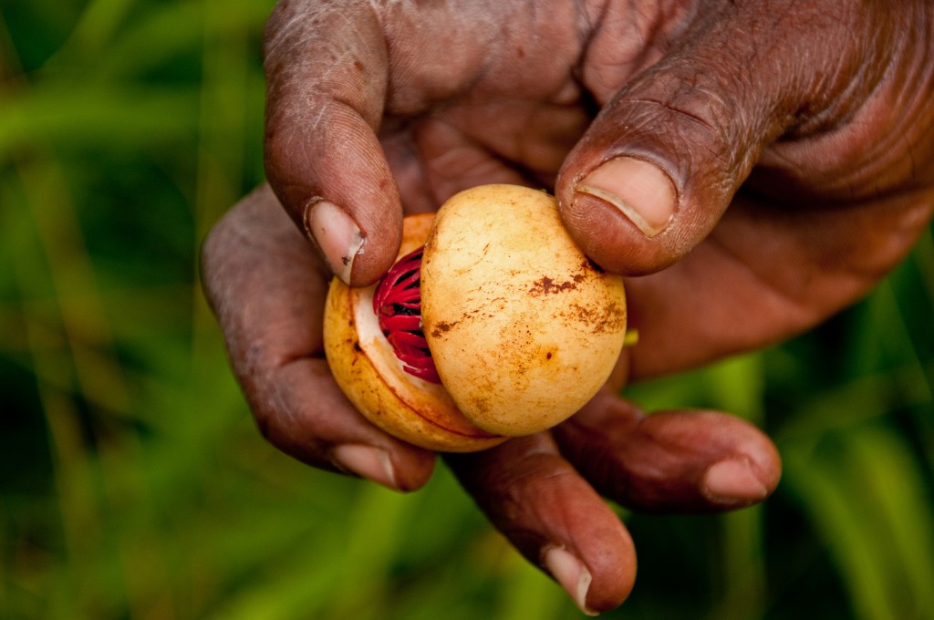 Nutmeg is  just one of the many spices grown in Grenada. 