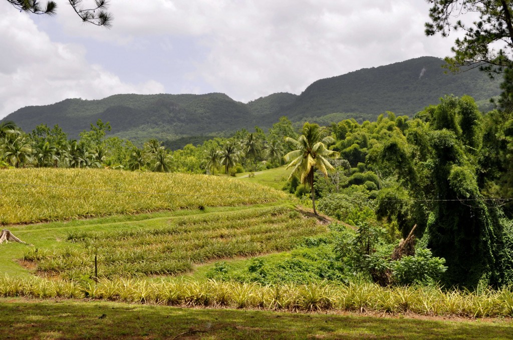 Coffee plantations dot the hillsides in Jamaica's Blue Mountain range. 